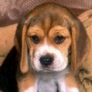 animale - Poze animale