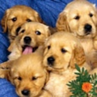 animale - Poze animale