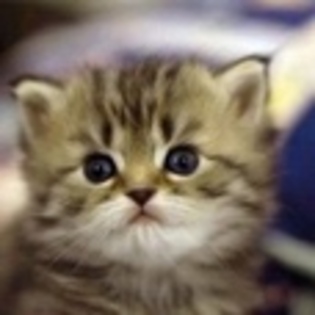 animale - Poze animale