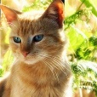 animale - Poze animale