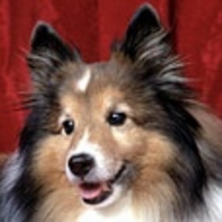 animale - Poze animale