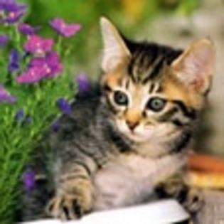 animale - Poze animale