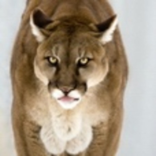 animale - Poze animale