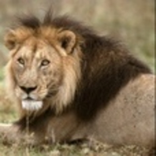 animale - Poze animale