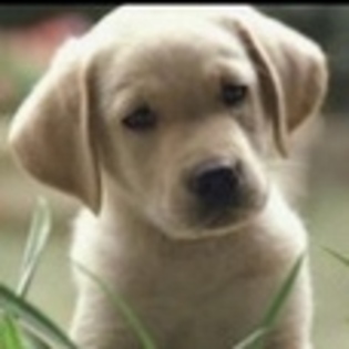 animale - Poze animale