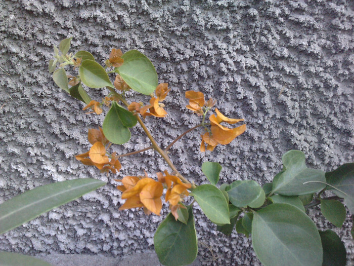 portocaliu-mustar - Bougainvillea