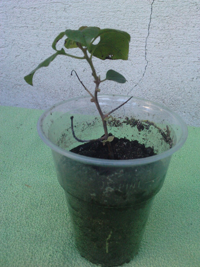 iaca, am si eu o radacinuta - Bougainvillea