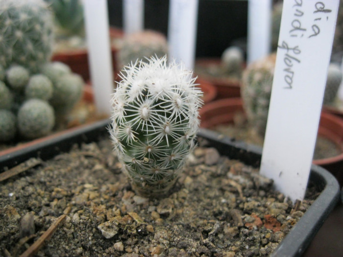 Neoloydia grandiflora - Neoporteria si altele