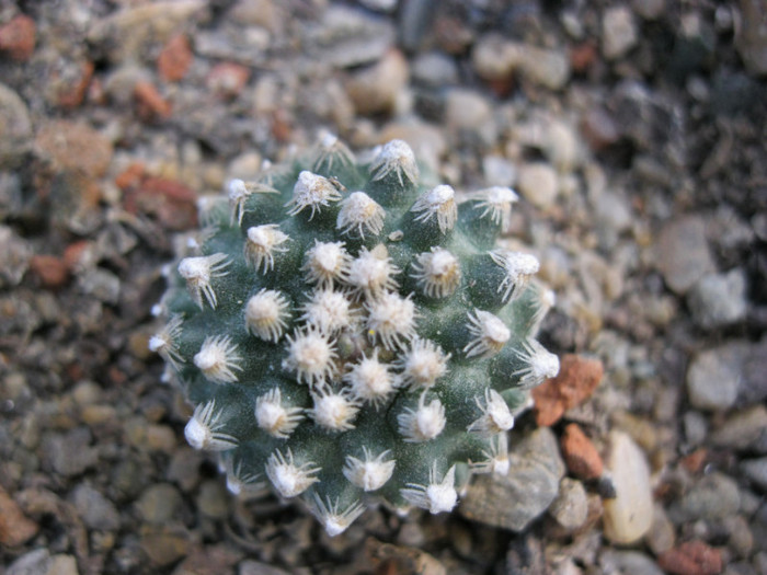 Pediocactus knowltonii