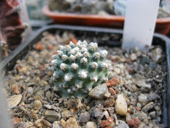 Pediocactus knowltonii - Pedio si Sclerocactus