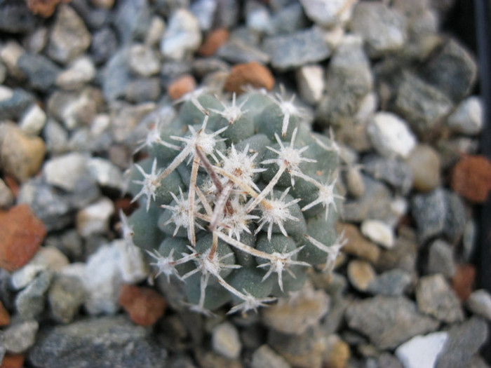 Sclerocactus spinosior - Pedio si Sclerocactus