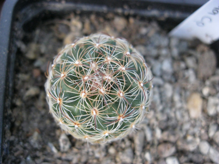 Pediocactus simpsonii - Pedio si Sclerocactus