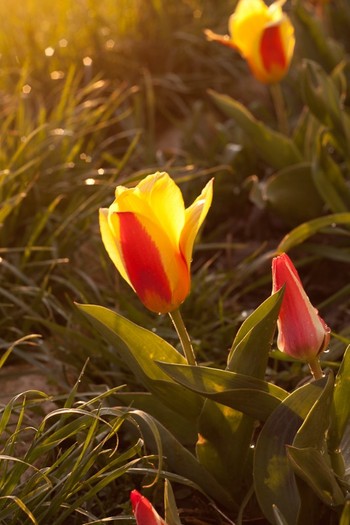 Tulipa kaufmanniana "Stresa"