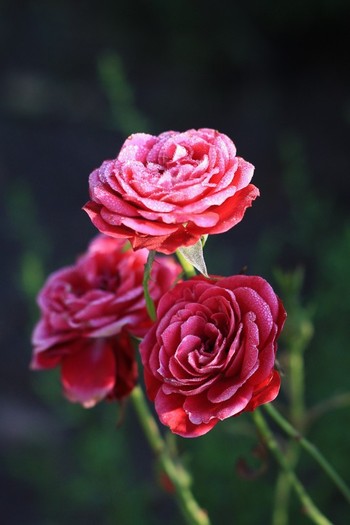miniatural - Trandafiri
