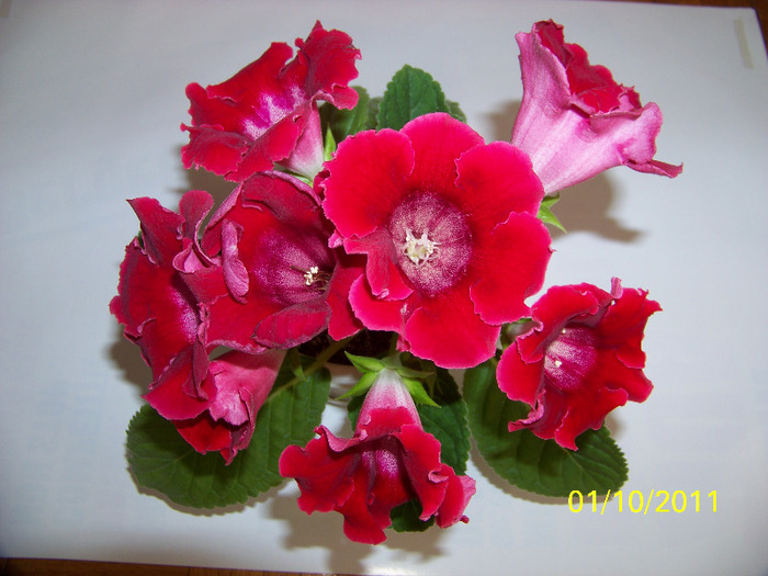181_1896 - a Flori 2011