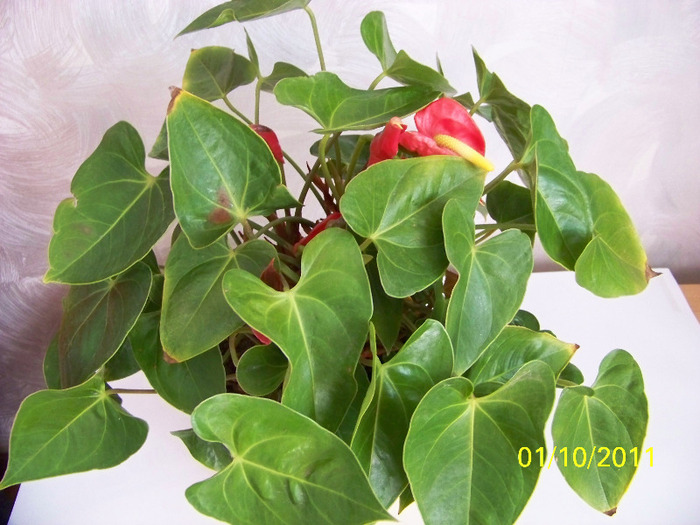 181_1897 - a Flori 2011
