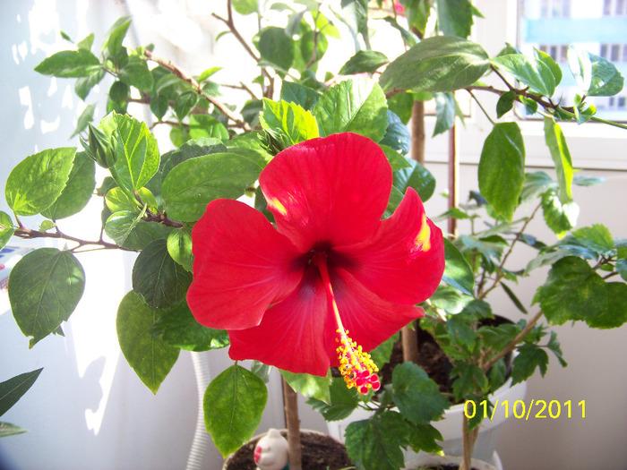 181_1898 - a Flori 2011