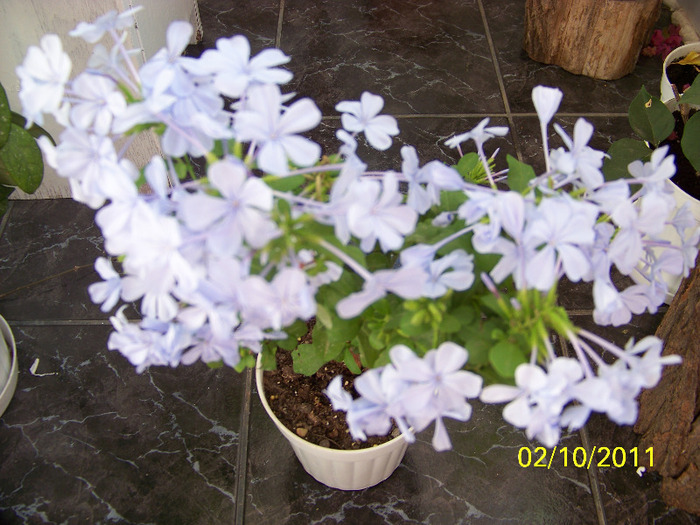 183_1914 - a Flori 2011