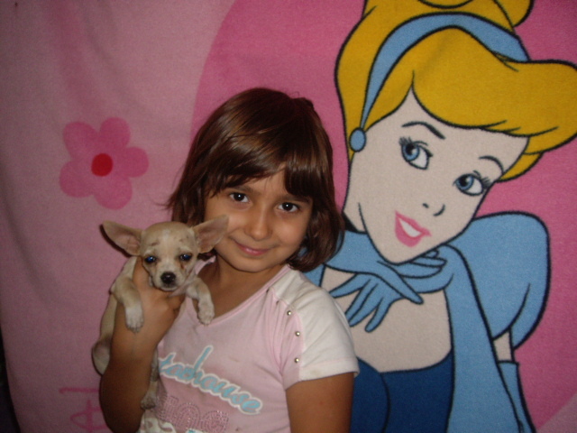 chihuahua; fetita 3 luni
