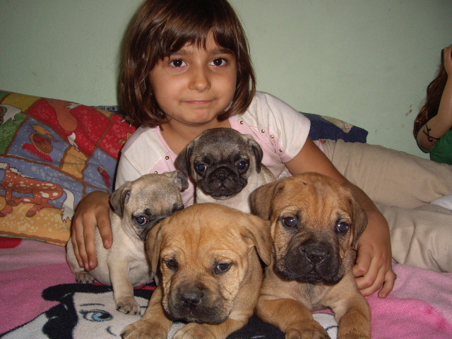 Mops si Bull Mastif; masculi 6 saptamani

