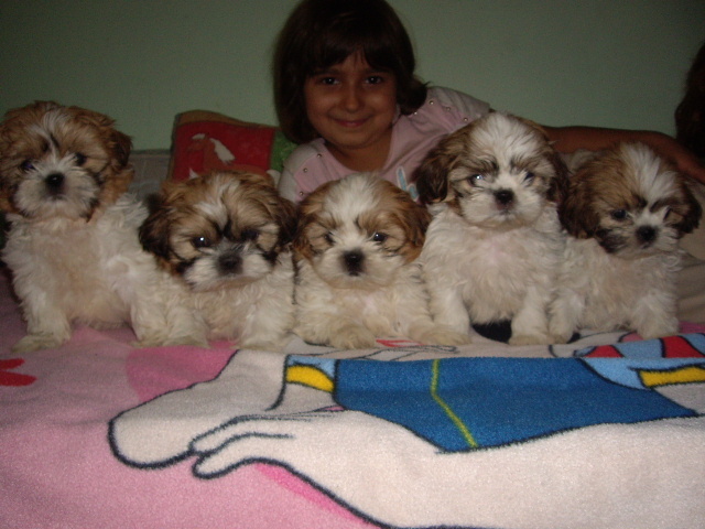Shi-tzu; masculi si fetite 6 saptamani
