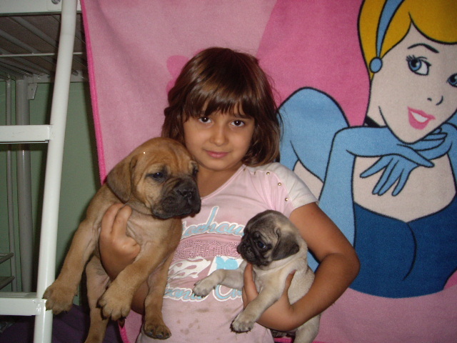 Bullmastif si Mops - Alti catei si animale