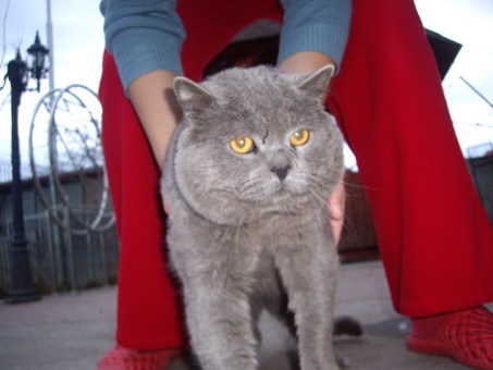 British Shorthair; lulu sot Miki
