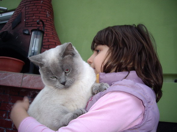 British Shorthair; Minusa ,Lulu pui fetita 2010
