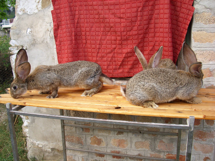 3 pui 8 saptamani (1)