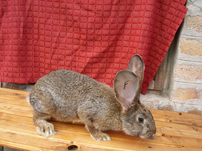 3 pui 8 saptamani (9)