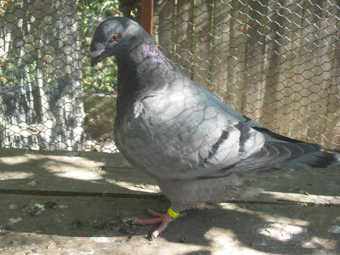 galambok 2011 008 - porumbei 2011