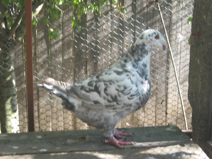 galambok 2011 015 - porumbei 2011