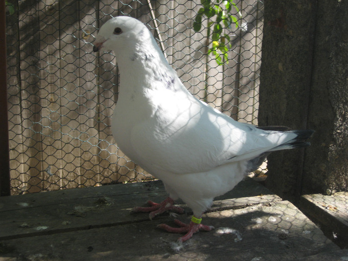 galambok 2011 025 - porumbei 2011