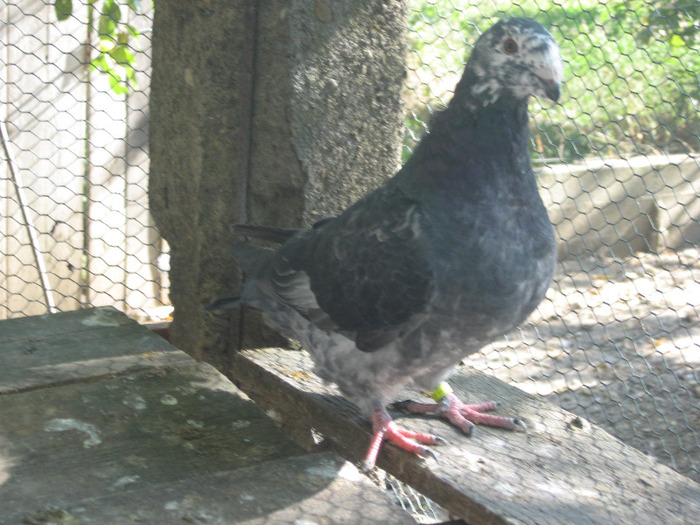 galambok 2011 028 - porumbei 2011