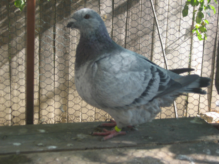 galambok 2011 031 - porumbei 2011