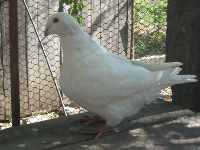 galambok 2011 034 - porumbei 2011