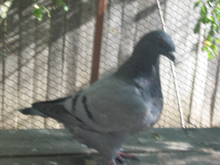 galambok 2011 036 - porumbei 2011