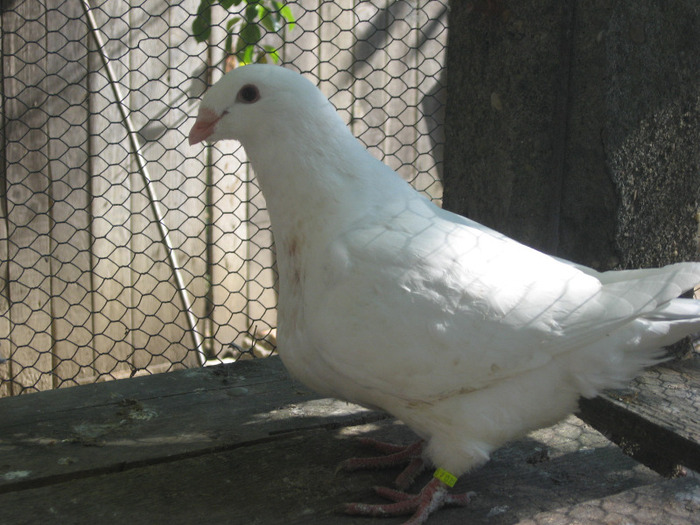 galambok 2011 040 - porumbei 2011