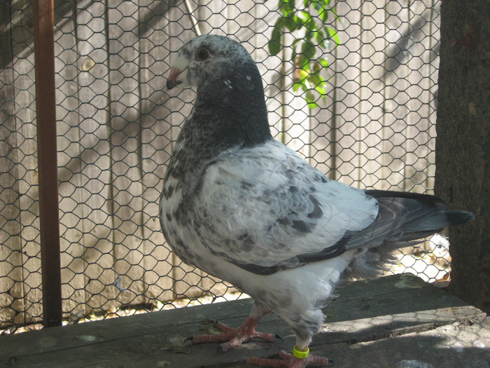 galambok 2011 041 - porumbei 2011