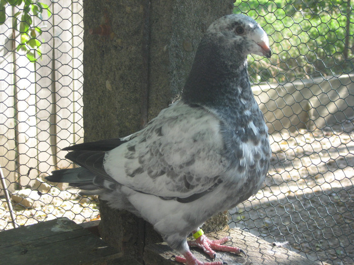 galambok 2011 043 - porumbei 2011