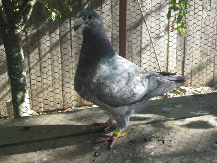 galambok 2011 053 - porumbei 2011