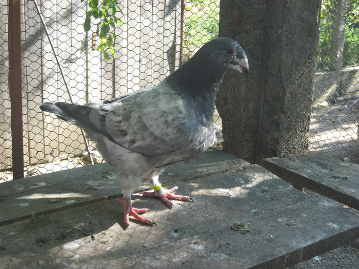 galambok 2011 054 - porumbei 2011