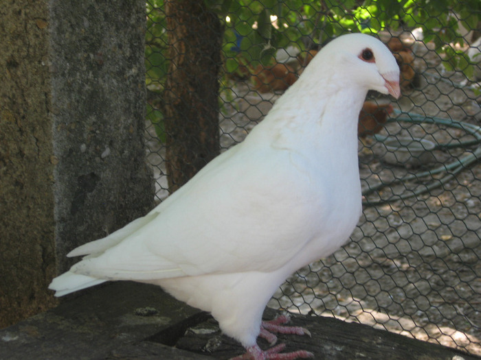 galambok 2011 056 - porumbei 2011