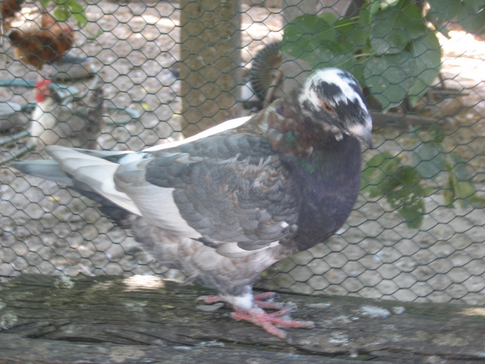 galambok 2011 067 - porumbei 2011