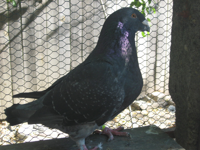 galambok 2011 072 - porumbei 2011