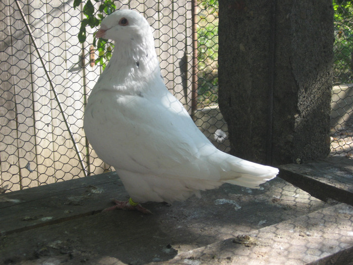 galambok 2011 077 - porumbei 2011
