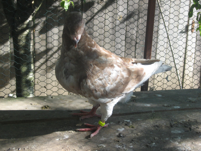 galambok 2011 079 - porumbei 2011