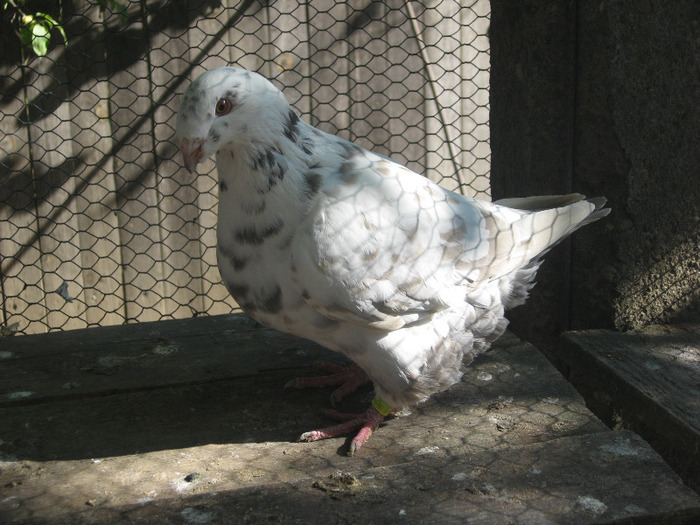 galambok 2011 080 - porumbei 2011