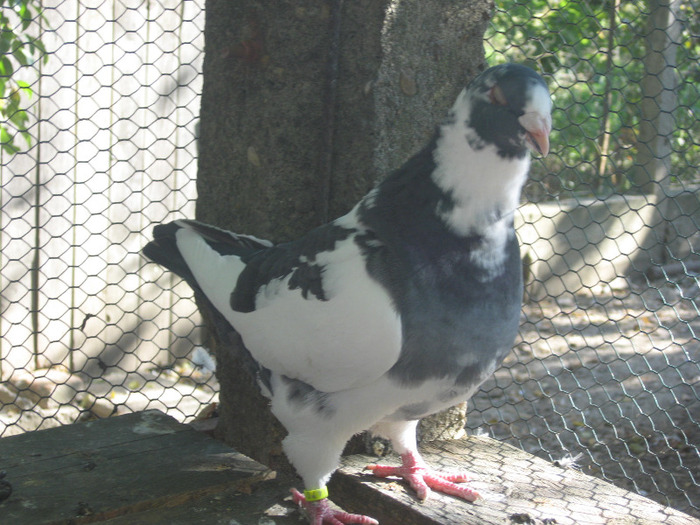 galambok 2011 096 - porumbei 2011