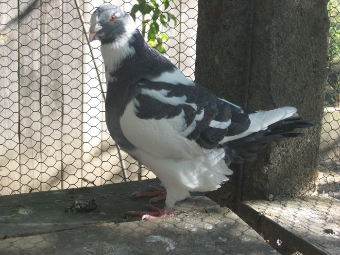 galambok 2011 097 - porumbei 2011